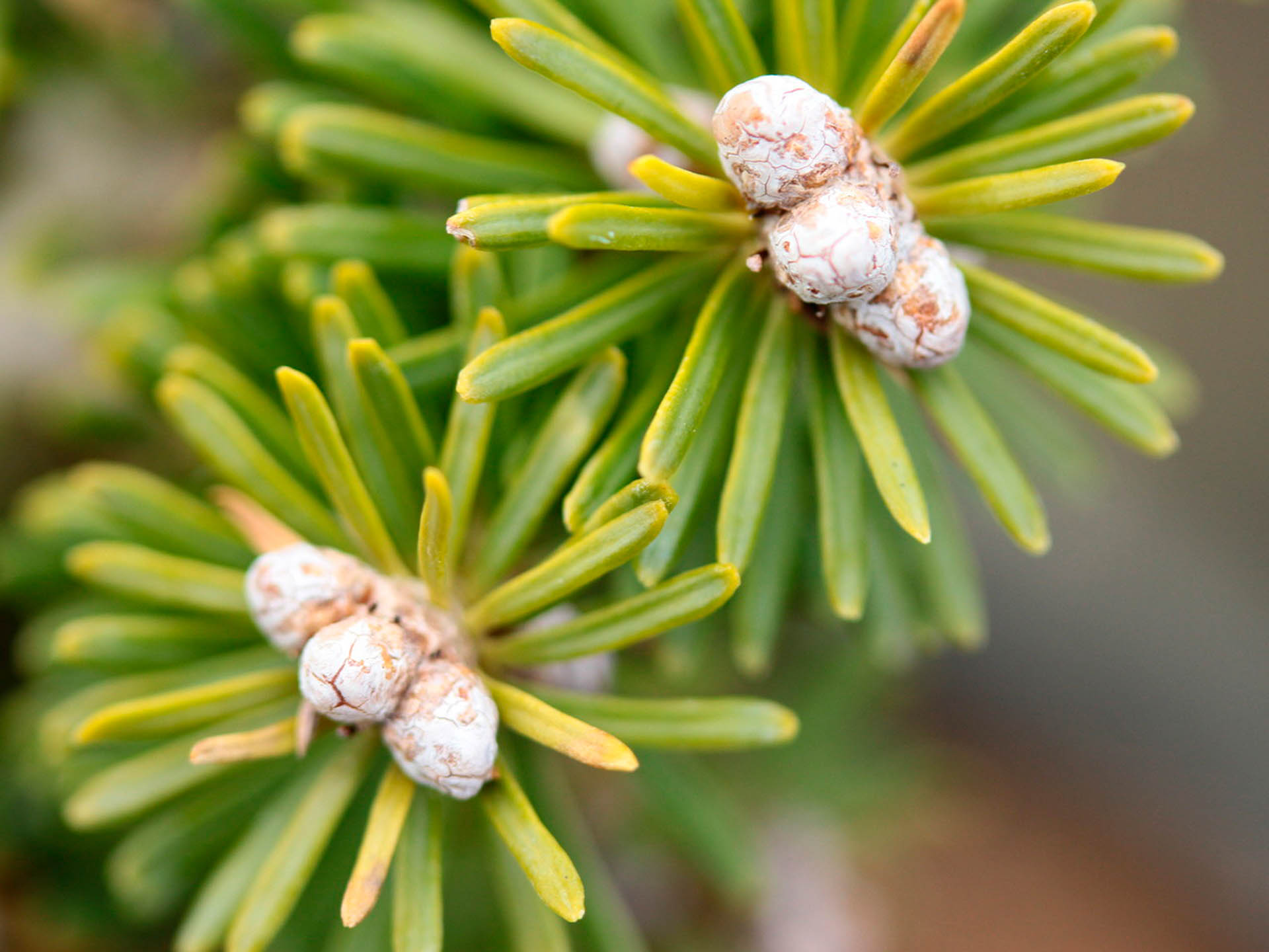 Abies koreana 